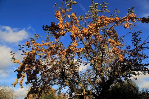 Yellow berries on ornamental crab apple tree set against blue sky, Suffolk, UK