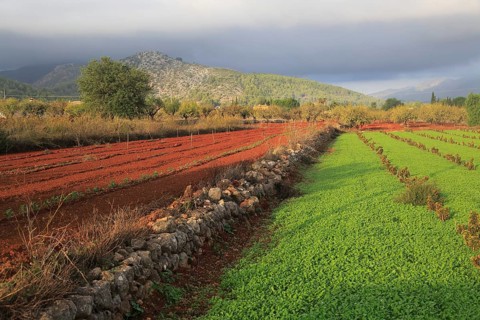 Valley farmland with red terra rosa soil, Lliber, Marina Alta, Alicante province, Spain, Europe