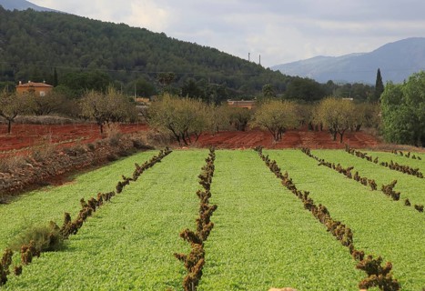 Valley farmland with red terra rosa soil, Lliber, Marina Alta, Alicante province, Spain, Europe