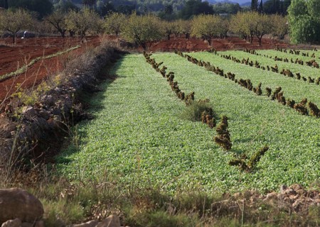 Valley farmland with red terra rosa soil, Lliber, Marina Alta, Alicante province, Spain, Europe