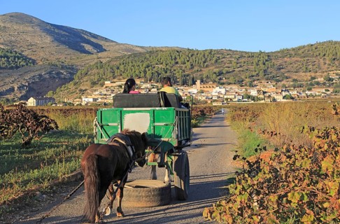 Gypsy horse and cart on road through grapevines near village of Lliber, Marina Alta, Alicante