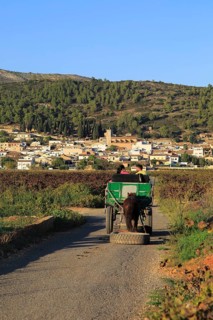Gypsy horse and cart on road through grapevines near village of Lliber, Marina Alta, Alicante