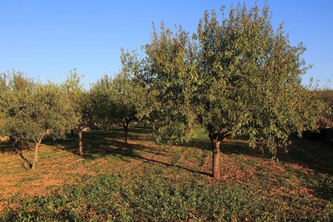 Almond trees orchard blue sky Lliber, Marina Alta, Alicante province, Spain, Europe