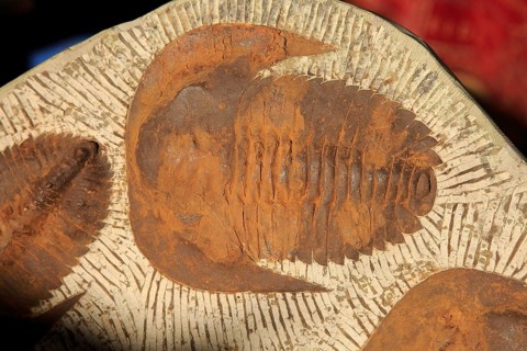Close up of trilobite fossil, Spain, Europe