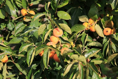 Persimmon, Diospyros kaki or Sharon fruit growing on tree, Marina Alta, Alicante province, Spain,