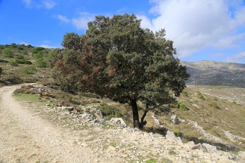 Mountain path in carboniferous limestone landscape, near Benimaurell, Vall de Laguar, Marina Alta,