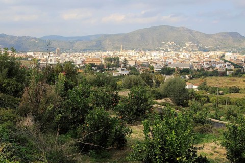 View over orange trees to town of Pego, Marina Alta, Alicante province, Spain, Europe