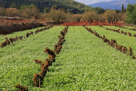 Valley farmland with red terra rosa soil, Lliber, Marina Alta, Alicante province, Spain, Europe