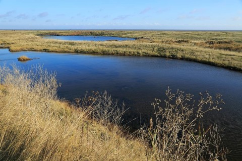 Pools of water between shingle beach and flood defence wall, near Shingle Street, Suffolk, England,