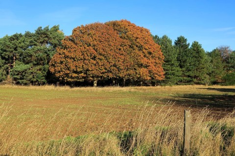 Autumn colours trees in countryside, Sutton, Suffolk Sandlings heathland, England, UK