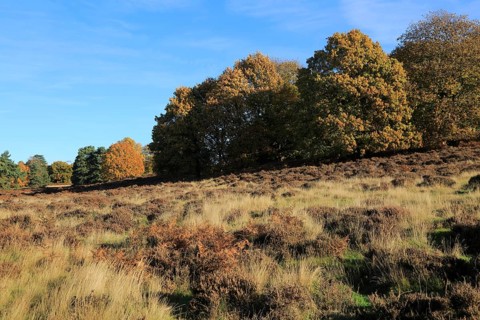 Autumn colours trees in Sandlings heathland, Sutton, Suffolk, England, UK
