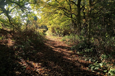 Footpath through autumn colours trees Sandlings heathland, Sutton, Suffolk, England, UK