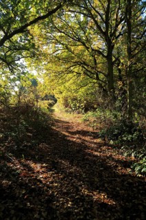 Footpath through autumn colours trees Sandlings heathland, Sutton, Suffolk, England, UK
