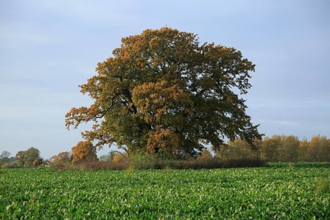 Large oak tree standing in field autumnal leaves, Sutton, Suffolk, England, UK