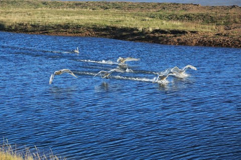 Mute swans landing in coastal lagoon water, Alderton, Suffolk, England, United Kingdom, Europe