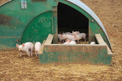 Piglets in open air pig sty, Shottisham, Suffolk, England, UK