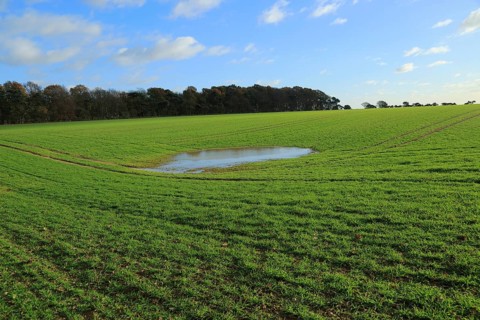 Pool of surface water in field high water table level, Ramsholt, Suffolk, England, UK