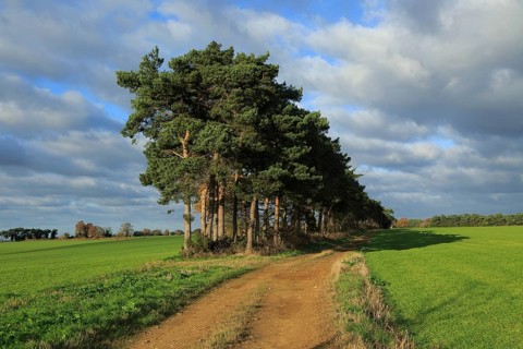 A line of Scots pine trees marking an field boundary in the countryside, Shottisham, Suffolk,