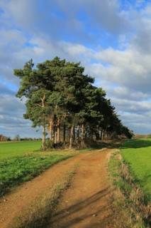 A line of Scots pine trees marking an field boundary in the countryside, Shottisham, Suffolk,
