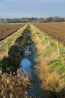 Arable fields and straight drainage ditch reclaimed marshland, Hollesley, Suffolk, England, United