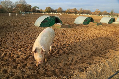 Free range pig livestock farming, Shottisham, Suffolk, England, UK