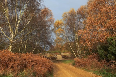 Autumn colours leaves on trees small sandy country lane, Suffolk Sandlings, Sutton, Suffolk,