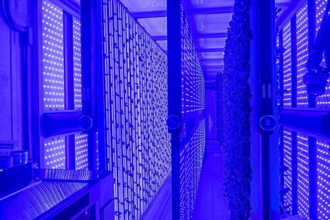 Denver, Colorado, At Ullr's Garden, lettuce grows in shipping containers converted to an indoor