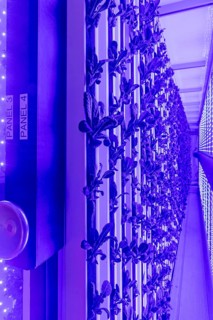 Denver, Colorado, At Ullr's Garden, lettuce grows in shipping containers converted to an indoor