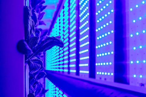 Denver, Colorado, At Ullr's Garden, lettuce grows in shipping containers converted to an indoor