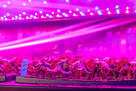 Denver, Colorado, At Ullr's Garden, lettuce grows in shipping containers converted to an indoor