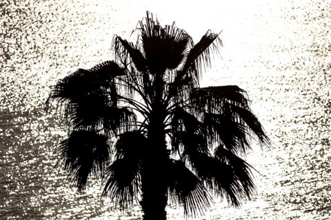 Palm tree against the light, Diano Marina, 01.06.2022