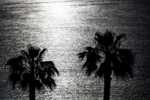 Palm trees against the light, Diano Marina, 01.06.2022