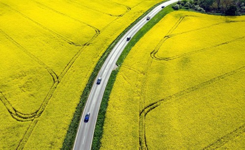 Road with cars next to rape fields, Nauen, 11.05.2022
