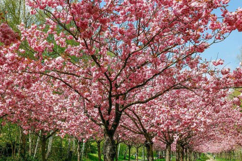Blossoming cherry trees on the TV-Asahi cherry blossom avenue. Kirschblütenalle is located directly