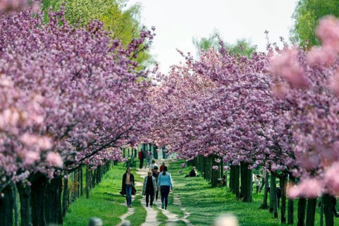 Blossoming cherry trees on the TV-Asahi cherry blossom avenue. Kirschblütenalle is located directly