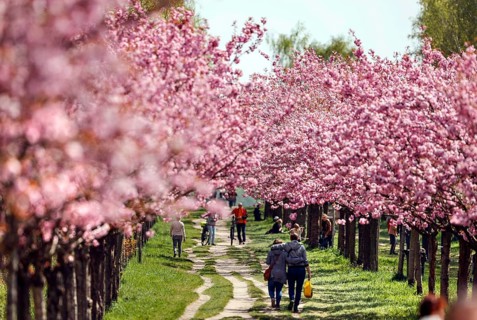 Blossoming cherry trees on the TV-Asahi cherry blossom avenue. Kirschblütenalle is located directly
