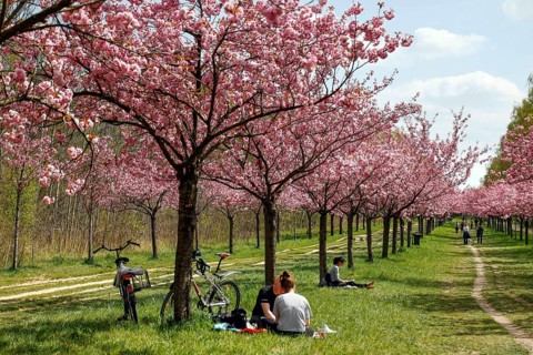 Blossoming cherry trees on the TV-Asahi cherry blossom avenue. Kirschblütenalle is located directly