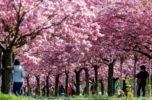 Blossoming cherry trees on the TV-Asahi cherry blossom avenue. Kirschblütenalle is located directly
