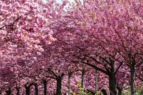 Blossoming cherry trees on the TV-Asahi cherry blossom avenue. Kirschblütenalle is located directly