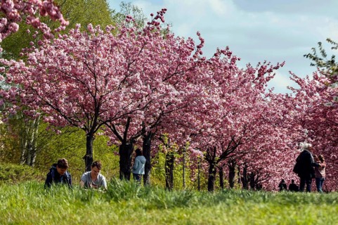 Blossoming cherry trees on the TV-Asahi cherry blossom avenue. Kirschblütenalle is located directly