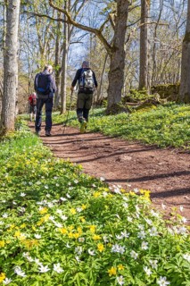 Men walking on a woodland hiking trail with blooming Wood anemone (Anemone nemorosa) and yellow