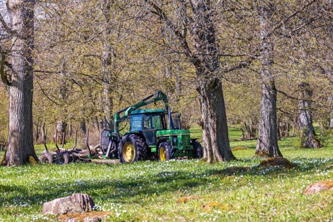 Forestry with a tractor and cart in a deciduous forest with flowering Wood anemone (Anemone