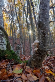 Landscape after rain. Also called porcelain mushrooms (mucilla mucida), they create a splendid