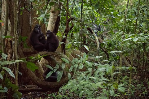 Crested macaque (Macaca nigra) This shot made in Tangkoko National Park in Sulawesi, Indonesia,