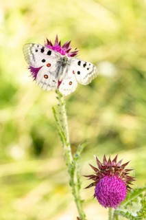 The Apollo butterfly (Parnassius Apollo) typically lives above 1200 meters above sea level and is