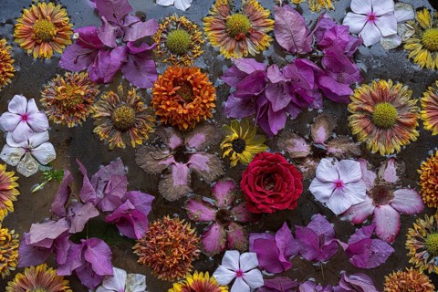 Flowers tagetes, Bougainvillea spectabilis, shot made in Rajastan India