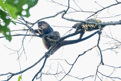 The common cusco (Spilocuscus maculatus) is an arboreal marsupial of the Phalangeridae family, this