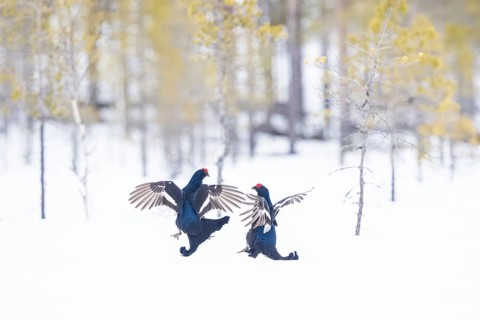 Black grouse (Lyrurus tetrix) during fighting, this photo was taken in Kusamo, Finland, Europe