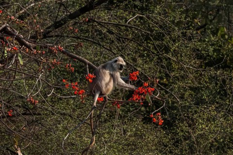 (Presbytis entellus) Monkey in the jungle of Ranthambore National Park famous for tigers in