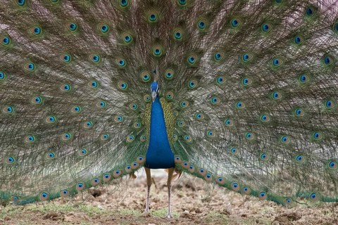 Peacock (Pavo cristatus) photographed in the jungle of Ranthambore National Park famous for tigers